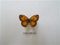 藏品(蛇目蝶科)的圖片